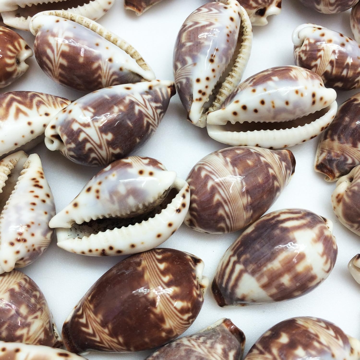 PEPPERLONELY 25PC Day-Break Cowry Sea Shells, Palmadusta Diluculum Shells, 3/4 Inch ~ 1-1/4 Inch