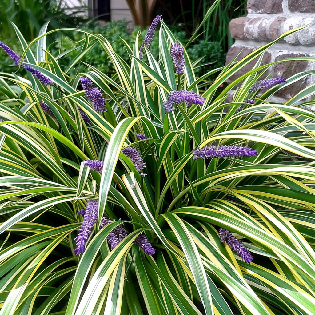 Variegated Liriope | 54 Live 4 Inch Pots | Liriope Muscari Variegata | Ornamental Ground Cover Plants | Evergreen Foliage