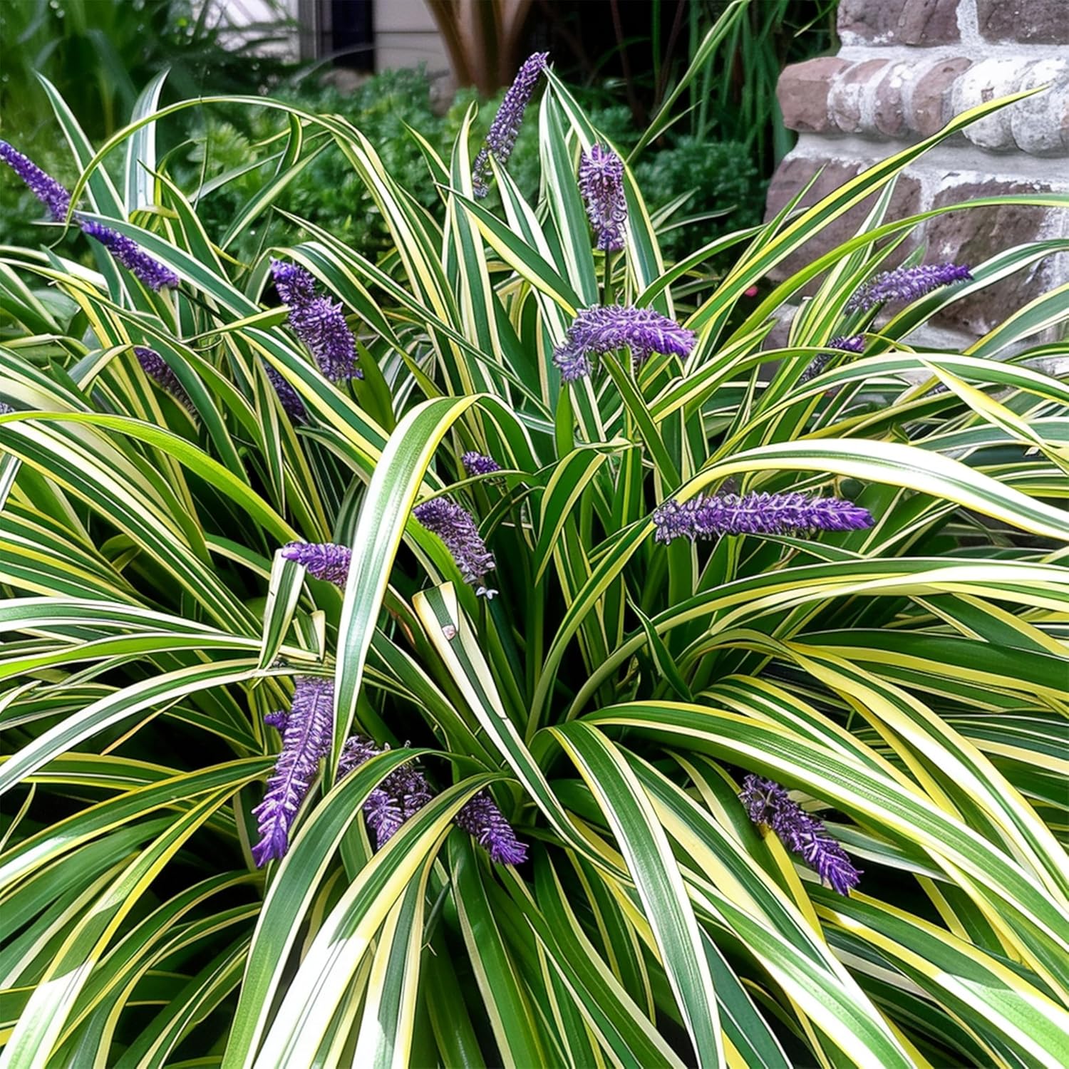 Variegated Liriope | 18 Live 4 Inch Pots | Liriope Muscari Variegata | Ornamental Ground Cover Plants | Evergreen Foliage
