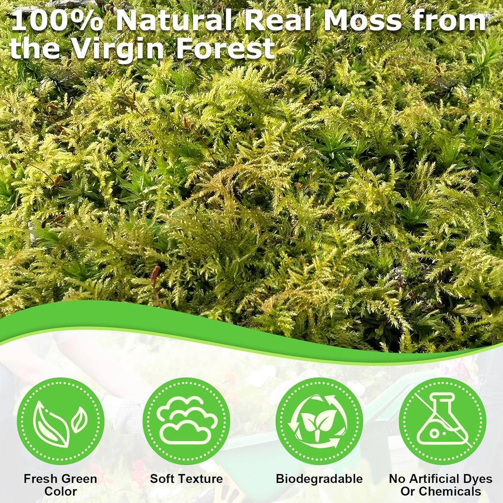 Legigo 1.3 LBS Green Moss for Crafts, Real Forest Moss for Plants Indoor, Table Decorative Centerpieces, Artificial Fairy Garden, Wedding Party Decor, Fake Potted Plants and DIY Craft Projects