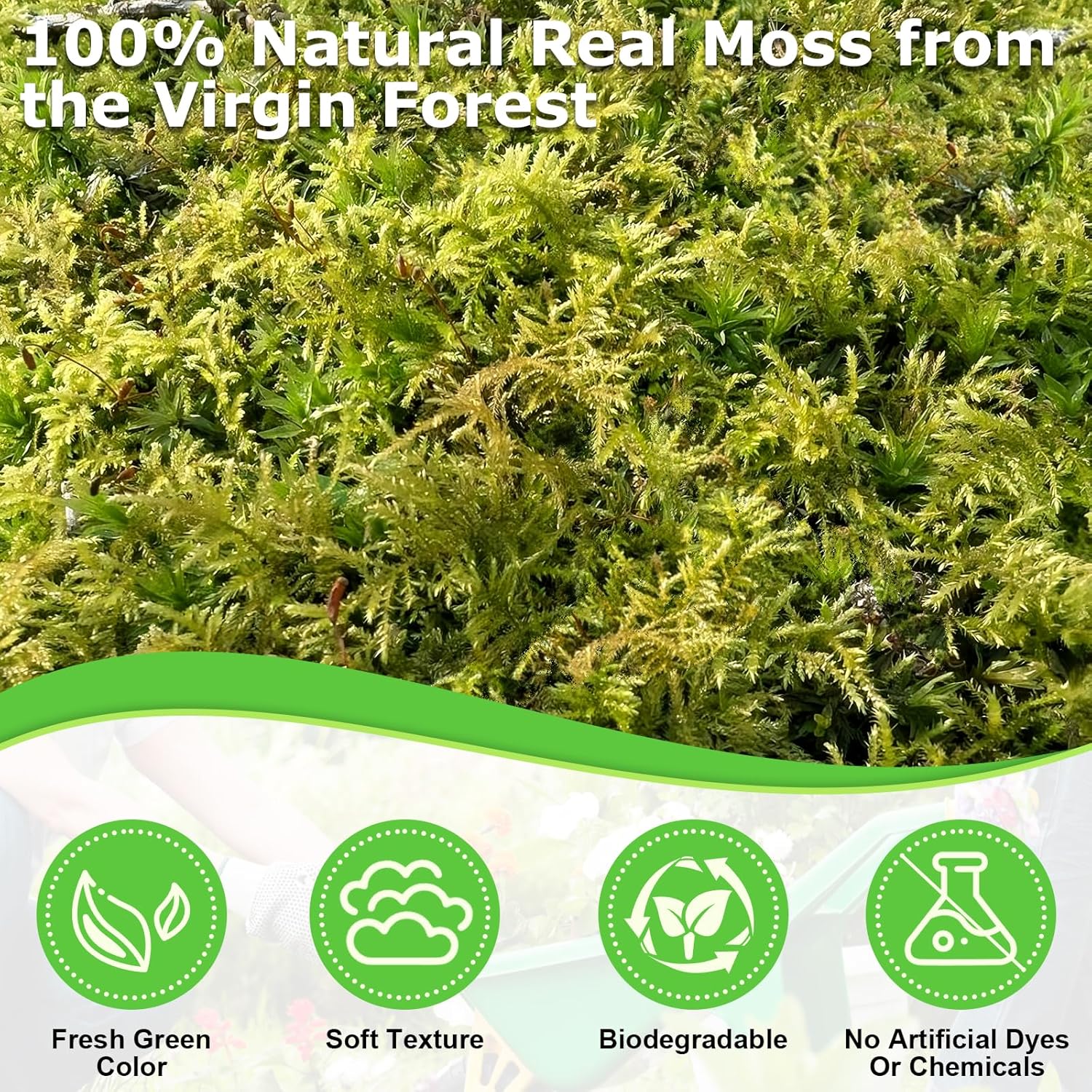 Legigo 1.3 LBS Green Moss for Crafts, Real Forest Moss for Plants Indoor, Table Decorative Centerpieces, Artificial Fairy Garden, Wedding Party Decor, Fake Potted Plants and DIY Craft Projects