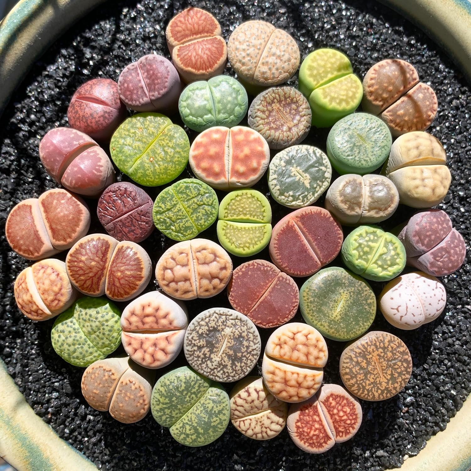 Lithops Random Mix Rare Live Succulent Plants, 30/50/100 Pcs Succulent Live Plant, Bare Root Without Pot Soil, Garden Indoor Office, Friend Plant Lovers Gifts (Large 100pcs)