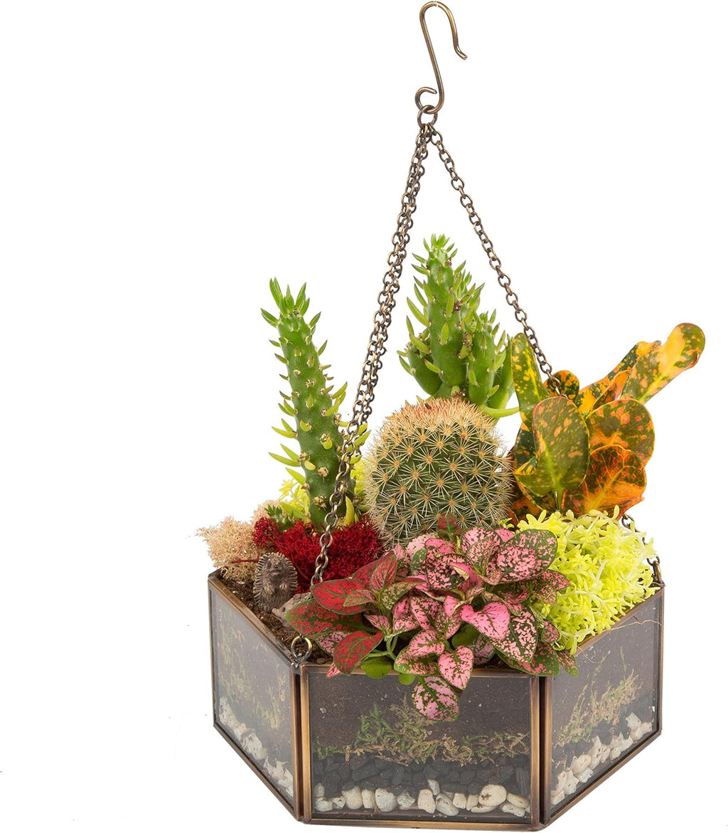 D'Eco Glass Mini Hexagon Display - Tabletop or Hanging Planter Terrarium for Home & Office Decor - Fill w/Succulents, Holiday Decorations, Mini Trees & Ornaments - Xmas Gift for Plant Lovers