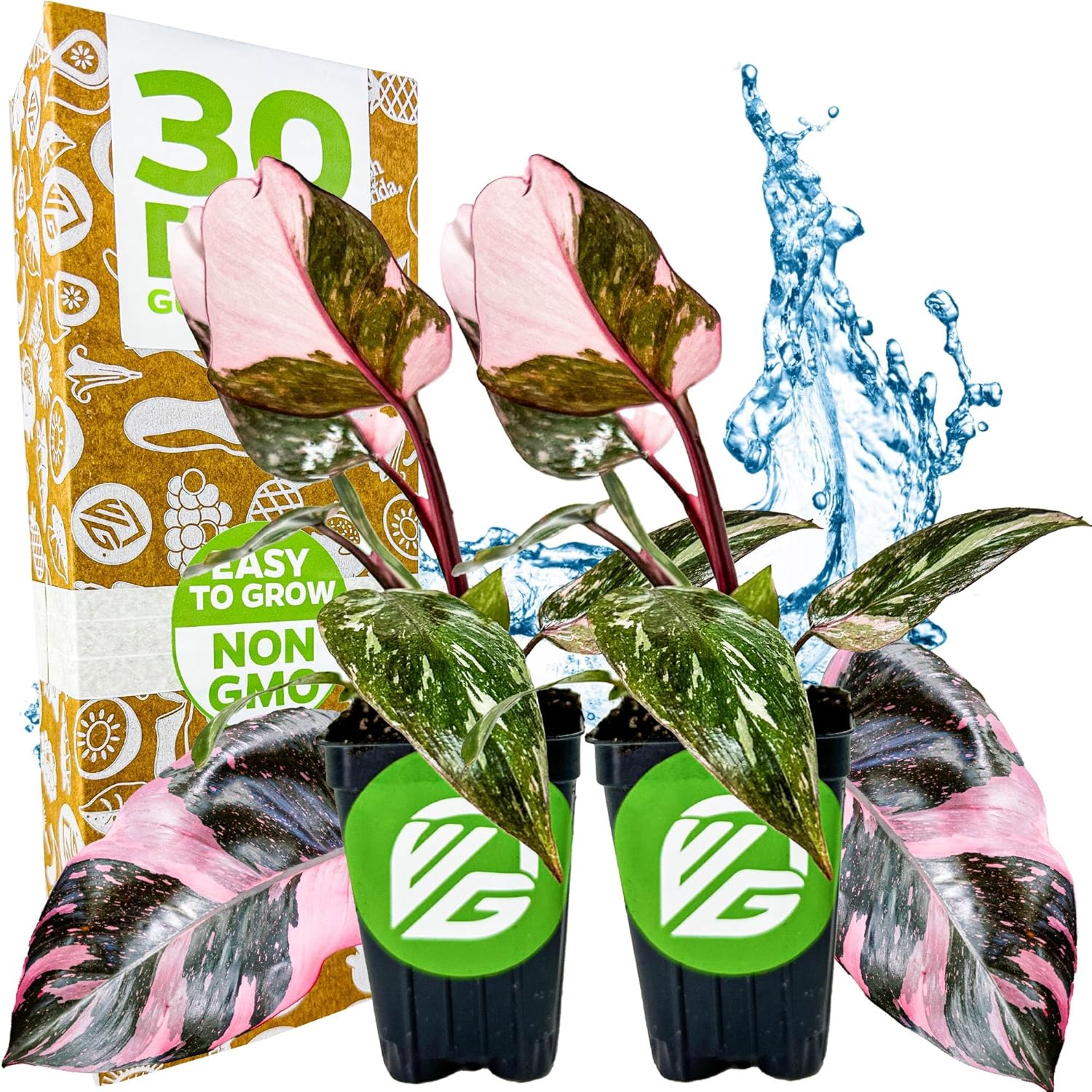 Marble Galaxy Philodendron - Philodendron erubescens by Wellspring Gardens - Variegated Starter Plant - Rare House Plants - Heart-Shaped Pink Plant for Indoor/Outdoor Use (2-Pack)