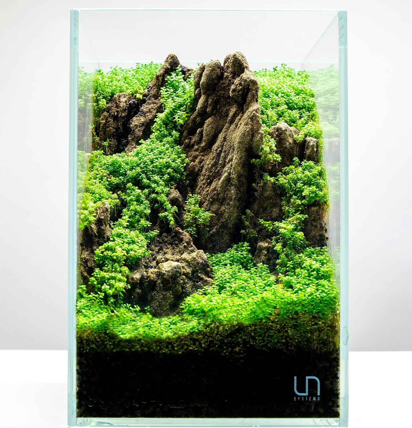 Ultum Nature Systems Dwarf Baby Tears Hemianthus Callitrichoides Cuba Tissue Culture Live Plant for Aquarium, Aquascape, Planted Freshwater Fish Tanks - 100% Snail Free in Vitro