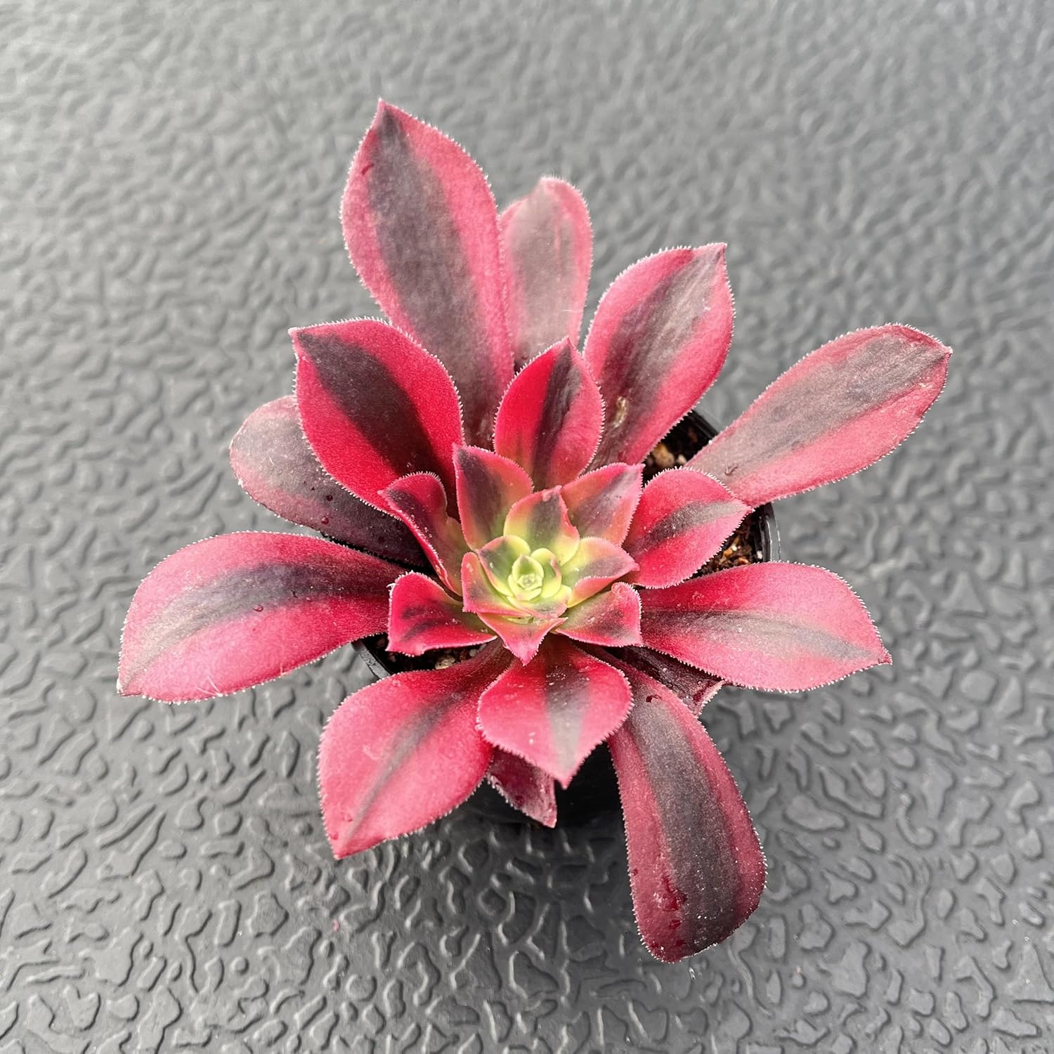 Sprout N Green Aeonium 'Meidusha', Live Rare Succulent Potted 2" Planter, Real House Plant for Party Favors Home Indoor Outdoor Garden Wedding Decoration DIY Projects