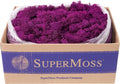 SuperMoss (23169) Reindeer Moss Preserved, Fuchsia, 3lbs