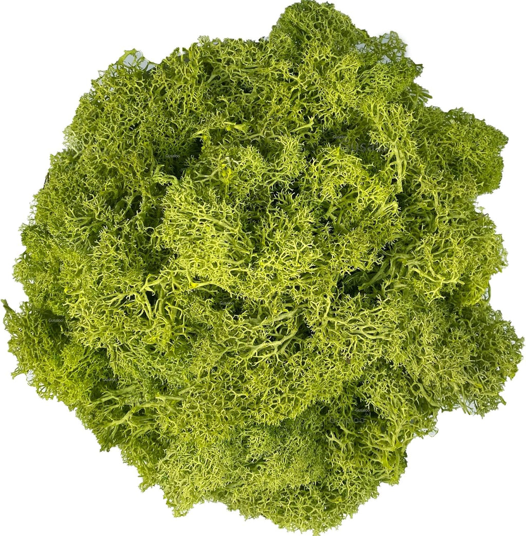 Moss Preserved Artificial Moss for Potted Plants Natural Fresh Green Moss for Craft Arts Floral Wall Decor Wedding Centerpieces Garden Terrariums Decoration - Lemon Yellow 3.5OZ