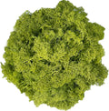 Moss Preserved Artificial Moss for Potted Plants Natural Fresh Green Moss for Craft Arts Floral Wall Decor Wedding Centerpieces Garden Terrariums Decoration - Lemon Yellow 3.5OZ