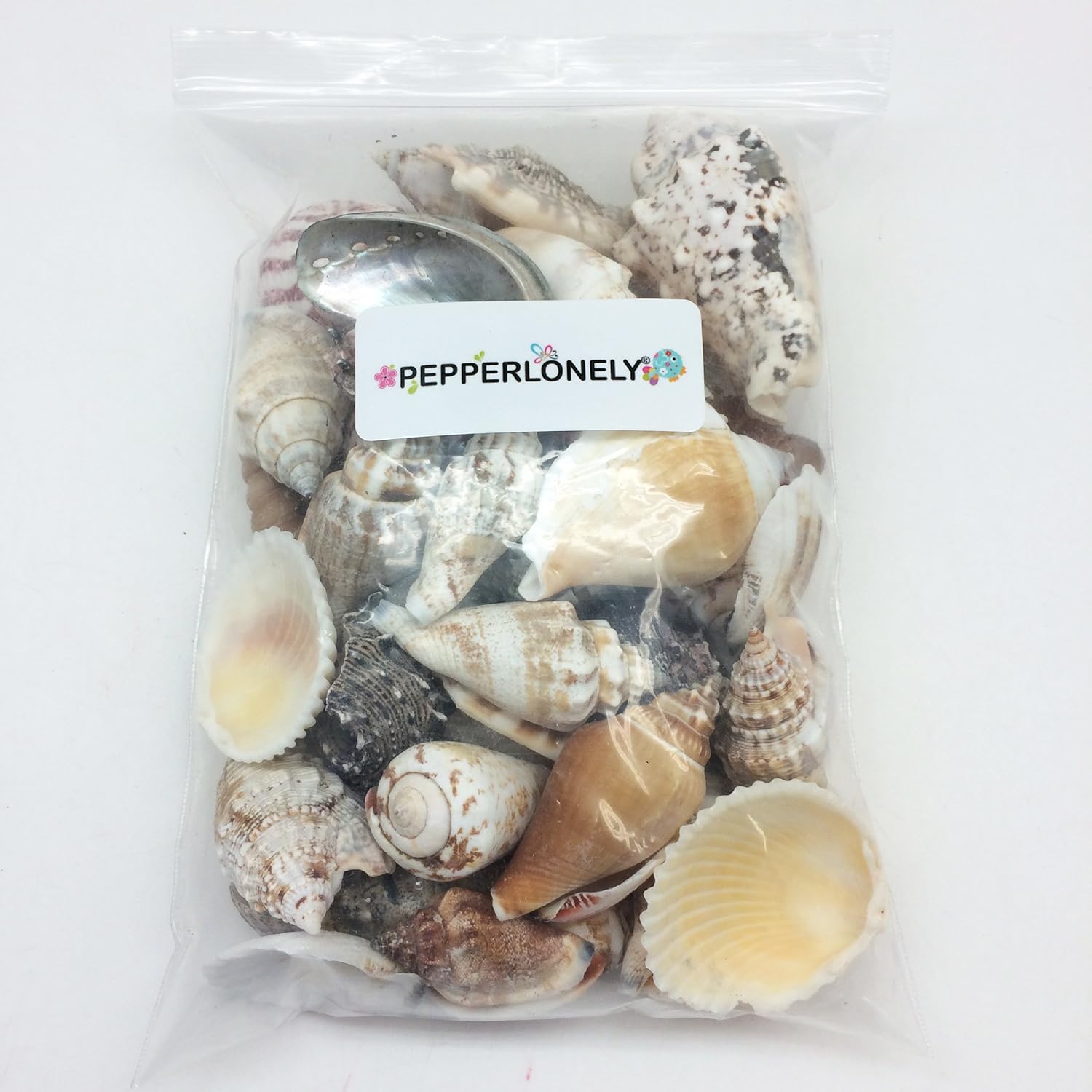PEPPERLONELY Large Special Philipine Mix Sea Shells, 16 OZ Apprx. 1 Inch ~ 3 Inch