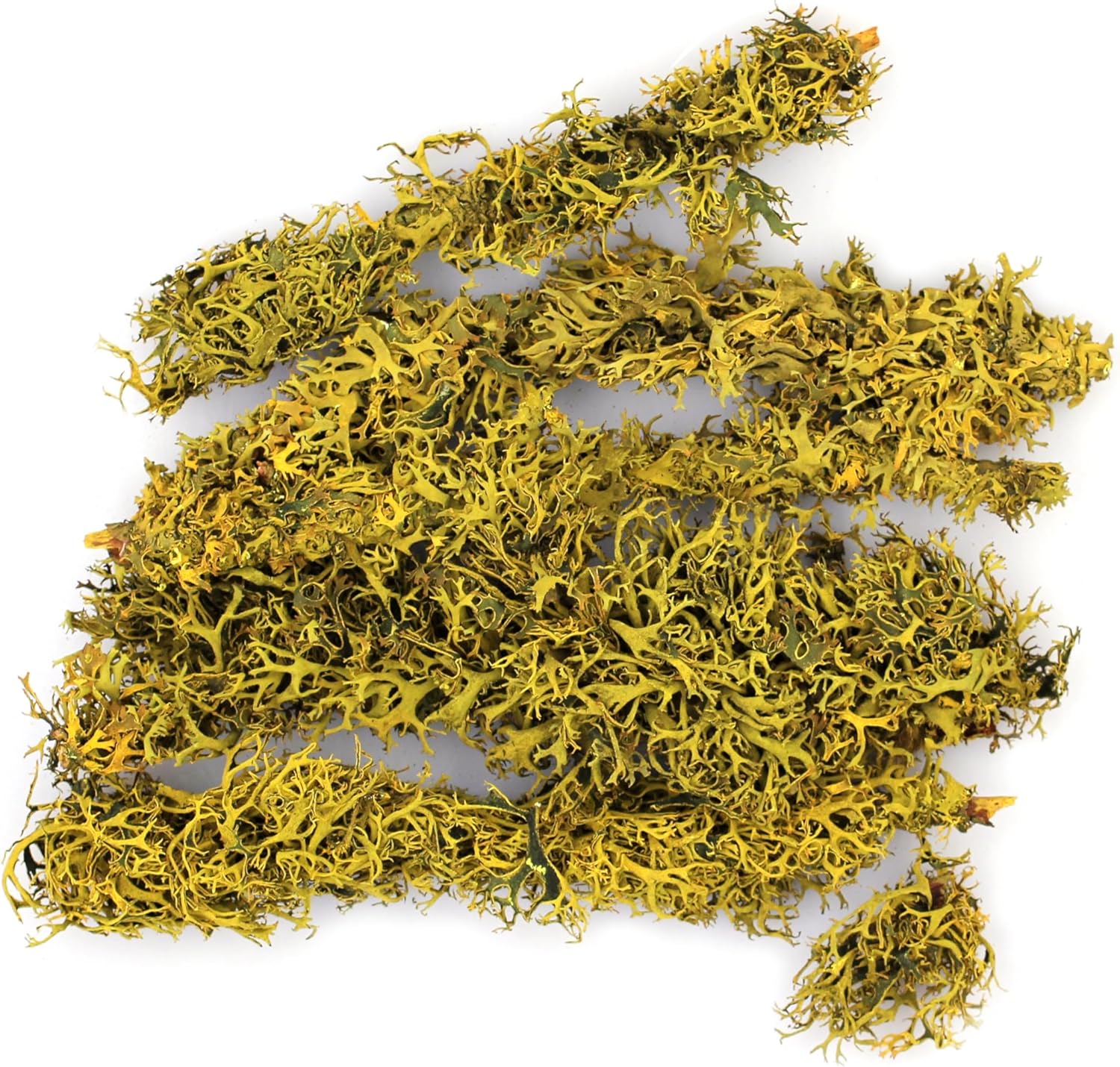 SuperMoss (23534 Branched Lichen Parmelia – Natural Preserved Lichen Branches for Floral Arrangements, Home Decor, and Terrariums, 175 cu. in., Orange