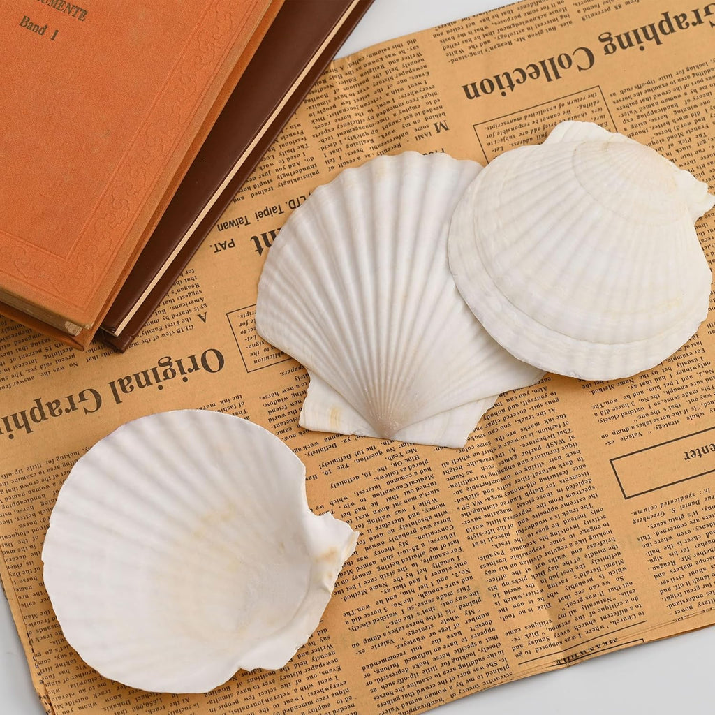 30PCS Large Natural Scallop Shells, 2''-3'' White Seashells,for DIY Crafts, Painting, Ocean Themed Parties and Home Decorations.