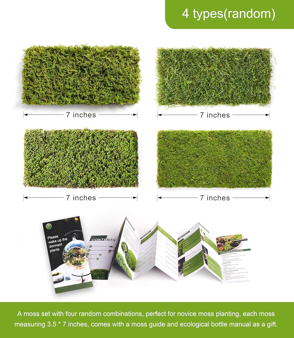Real Live Moss – 4 Types Live Moss for Terrariums, Fairy Gardens, Reptile Habitats & Mini Landscapes | Revives in 5 Minutes with Water Mist, Soft Green Texture, Easy to Grow (4-Pack, 3.5”x7”)