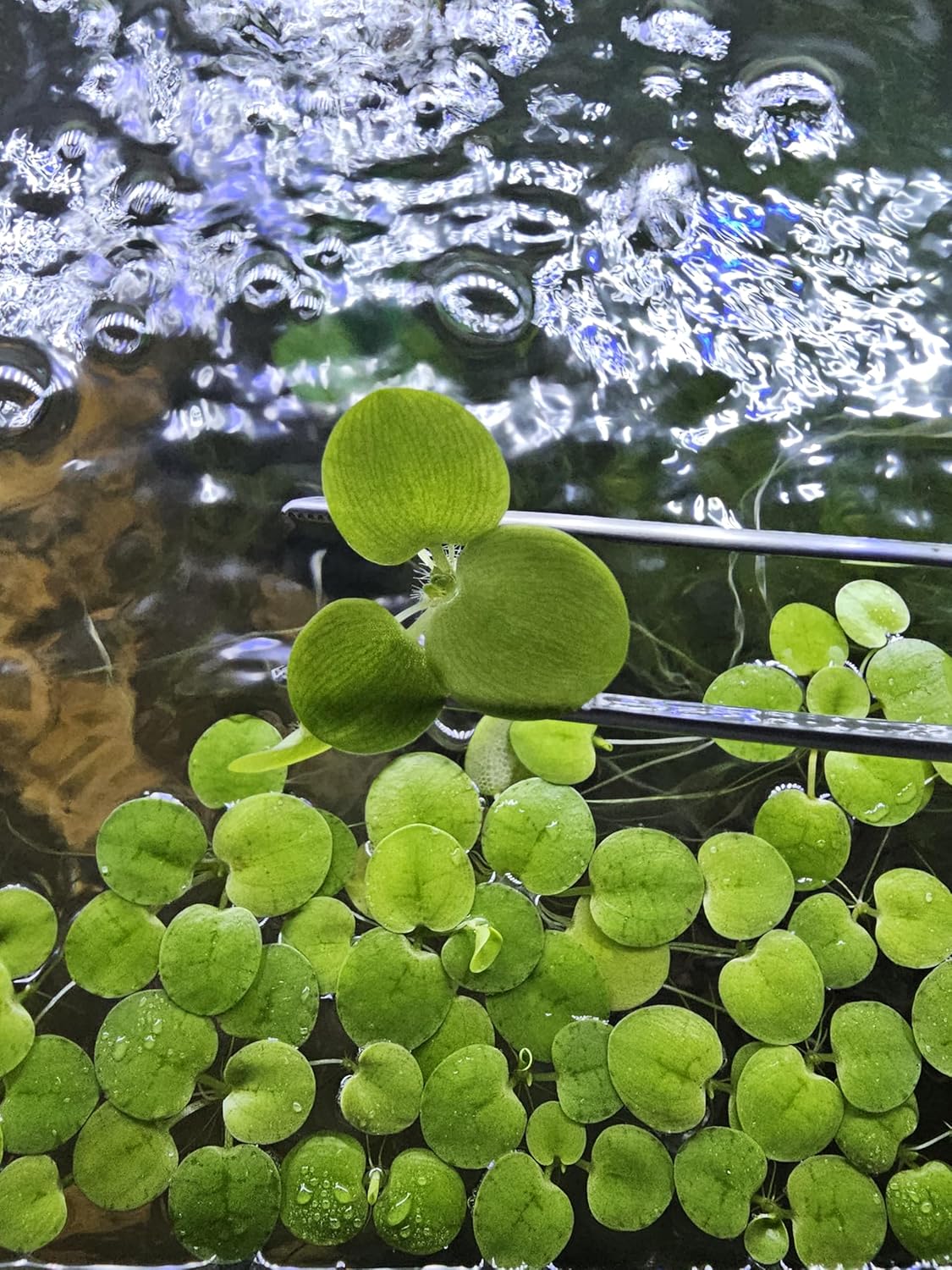 20+ Leaves Amazon Frogbit (Limnobium Laevigatum) - Live Floating Plant for Aquarium