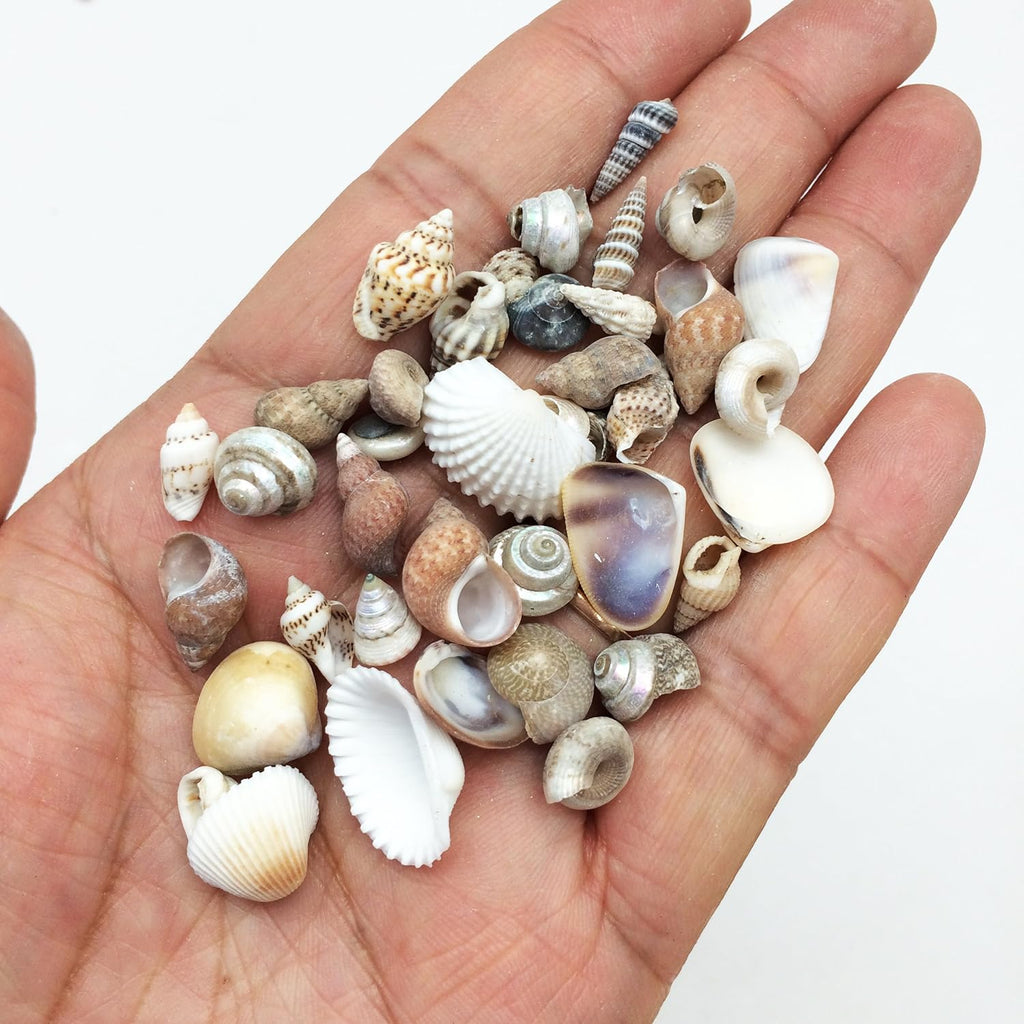 PEPPERLONELY Tiny Mix Sea Shells, Small Shells Mixed, 8 OZ Apprx. 1400+ PC Shells, 1/4 Inch ~ 5/8 Inch