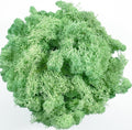 Moss Preserved Moss - Natural Fresh Green for Crafts, Arts, Floral Projects, Wall & Table Decor, Wedding Centerpieces, Garden, Artificial Terrariums - Mint-Green 3.5OZ