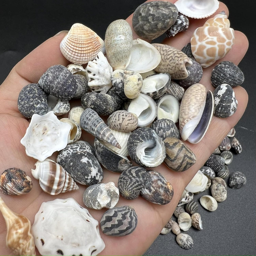 PEPPERLONELY Indian Ocean Small Mix Sea Shells, Small Shells Mixed, 8 OZ Apprx, 1/4 Inch ~ 1 Inch