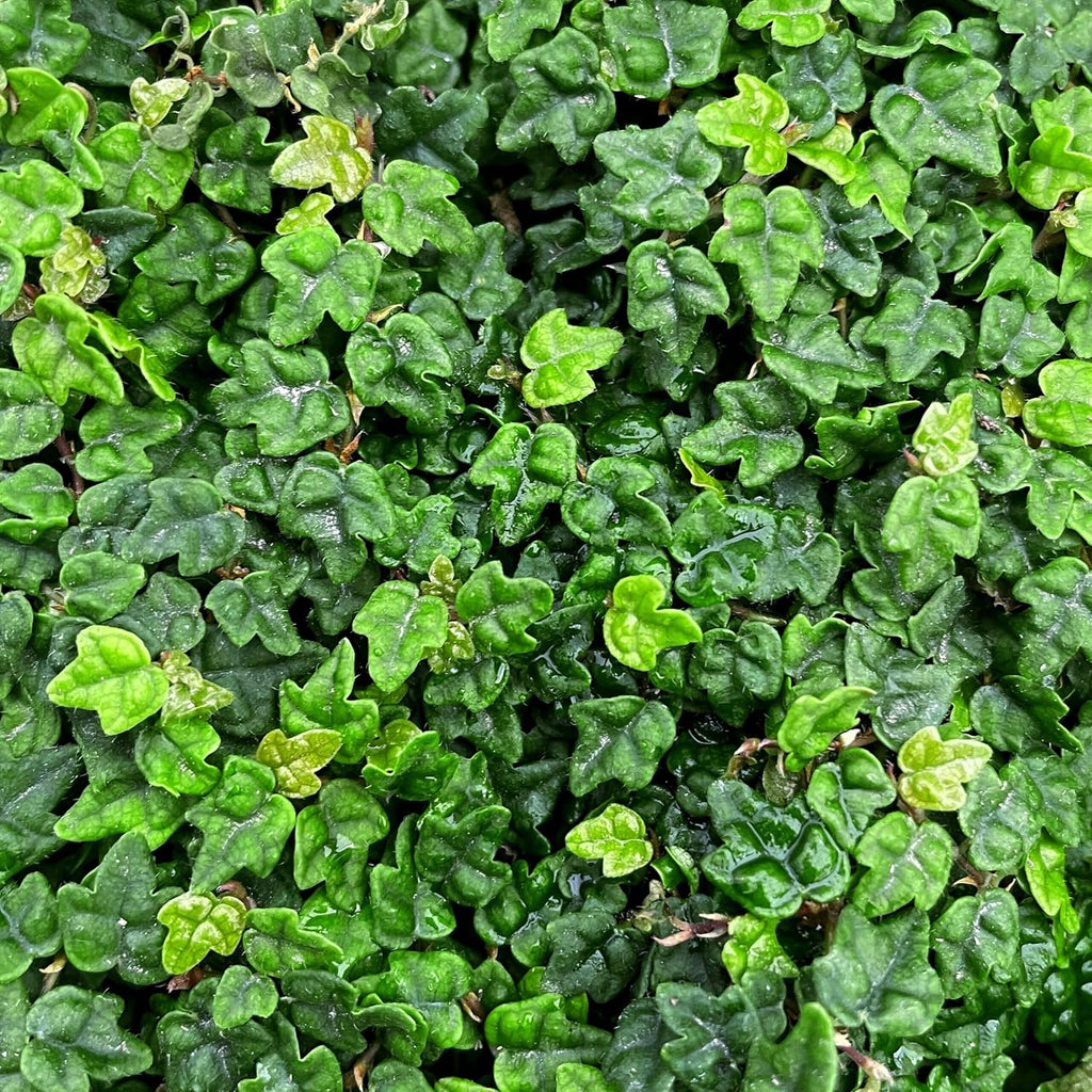 Ficus Pumila Quercifolia | 30 Live Plants | Oak Leaf Creeping Fig, Easy-Care Indoor/Outdoor Trailing Vine Plant, Perfect for Walls and Ground Cover