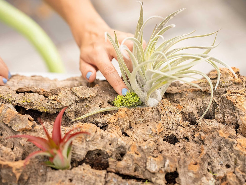 Medium Natural Cork Bark DIY Kit with Mini Xerographica Air Plants, Glue and Hook - Live Tillandsia Succulent House Plant - Wholesale and Bulk - Home and Garden Decor - Easy Care Indoor Outdoor Plants