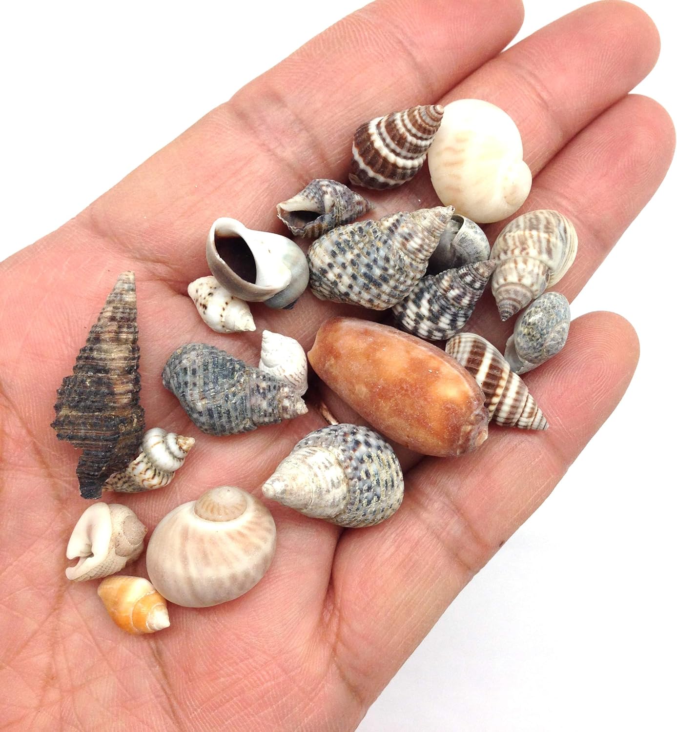 PEPPERLONELY Indian Ocean Small Mix Sea Shells, Small Shells Mixed, 8 OZ Apprx. 300+ PC Shells, 1/4 Inch ~ 1 Inch