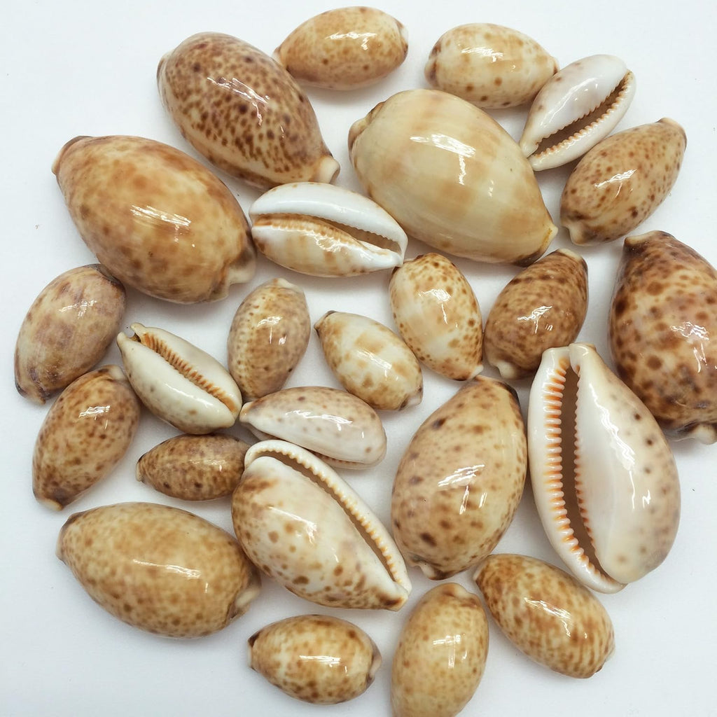 PEPPERLONELY 25PC Lynx Cowry Sea Shells, 3/4 Inch ~ 1-1/2 Inch