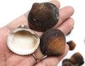 PEPPERLONELY Brown Cockle Sea Shells, 8 OZ Apprx. 50+ PC Shells, 1 Inch ~ 1-1/2 Inch