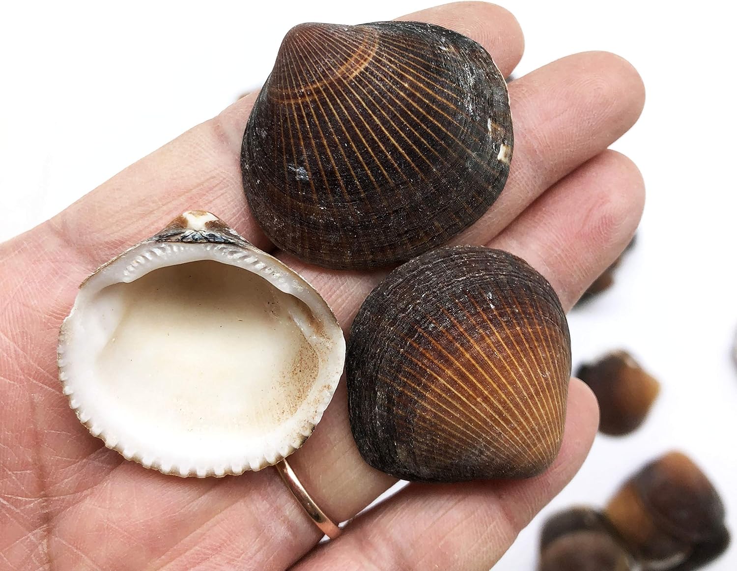 PEPPERLONELY Brown Cockle Sea Shells, 8 OZ Apprx. 50+ PC Shells, 1 Inch ~ 1-1/2 Inch