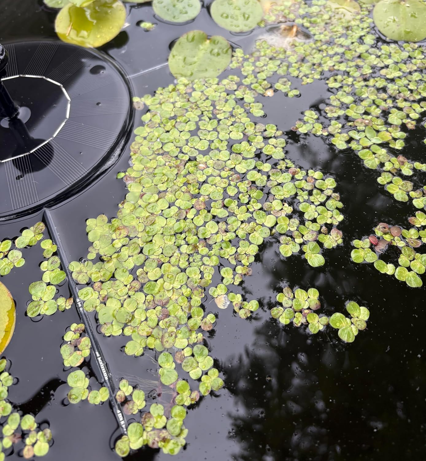 60+ Live Giant Duckweed Plants, Spirodela Polyrhiza, Floating Plants for Pond, Aquarium