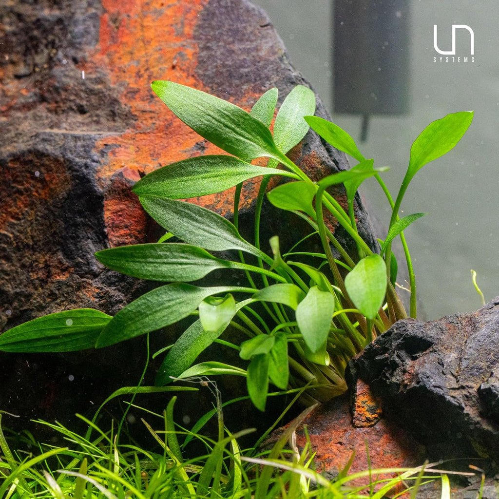 Ultum Nature Systems Cryptocoryne Beckettii Water Trumpet Tissue Culture Live Plant for Aquarium, Aquascape, Freshwater Fish Tanks - 100% Snail Free in Vitro