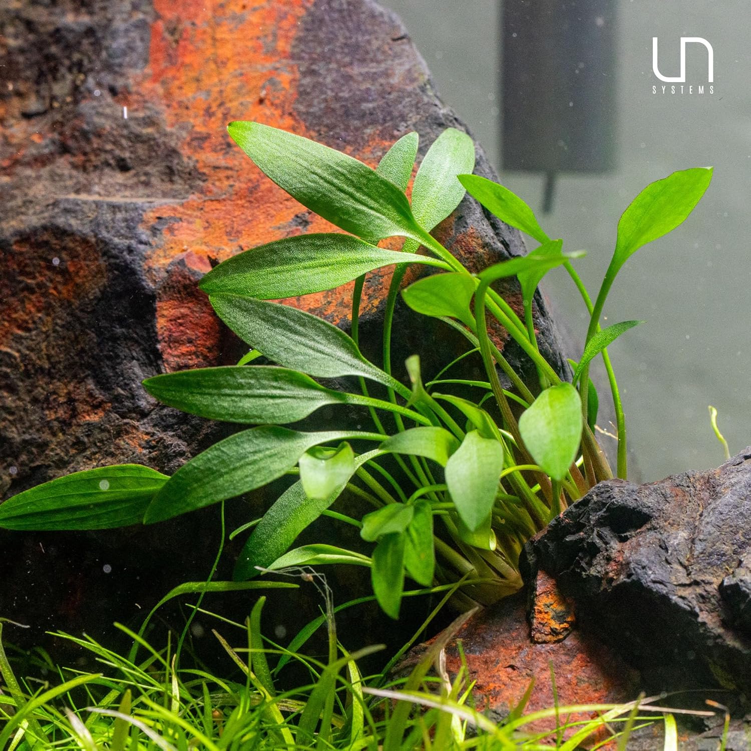 Ultum Nature Systems Cryptocoryne Wendtii Green Tissue Culture Live Plant for Aquarium, Aquascape, Freshwater Fish Tanks - 100% Snail Free in Vitro