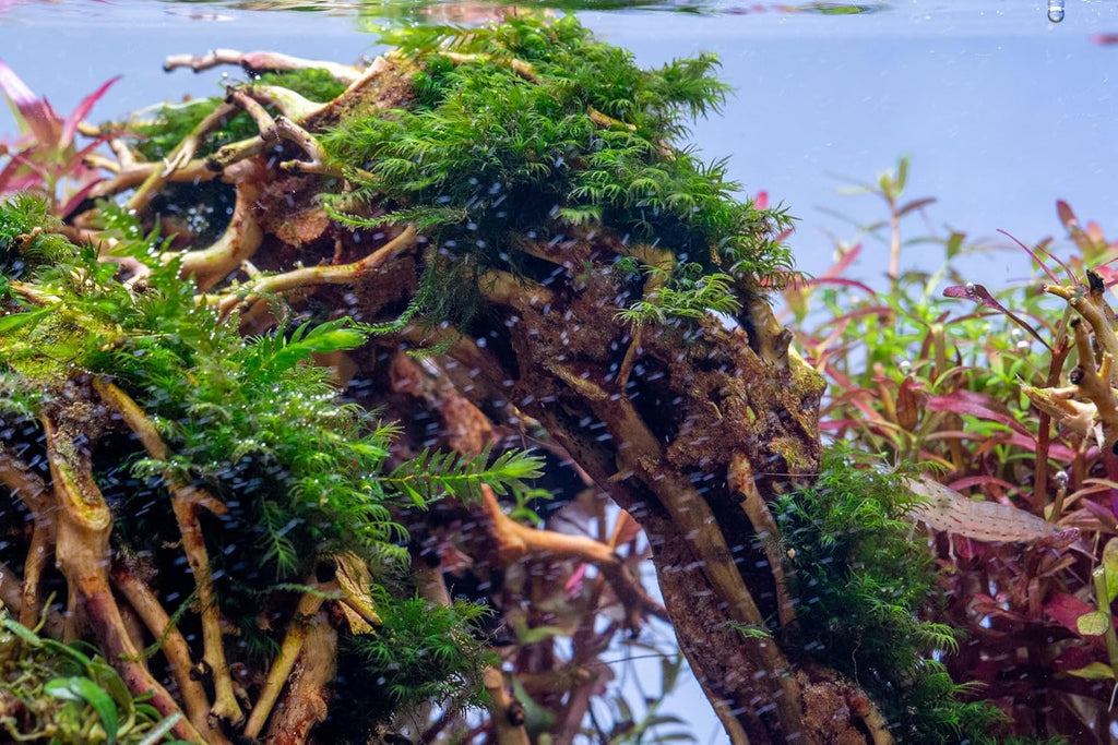 SubstrateSource Live Aquarium Plants on Driftwood, Lava Rock, Moss, Fiber Mat - Freshwater Fish Tanks - Easy, Beginner Friendly (Fissidens Fontanus, (One Golfball))