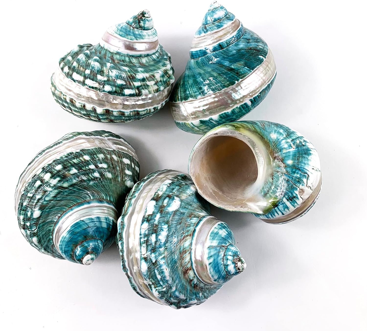 Heyiwell Natural Large Jade Banded Turbo Seashells&Hermit Crab Shells 3.5"~4.5" Inch