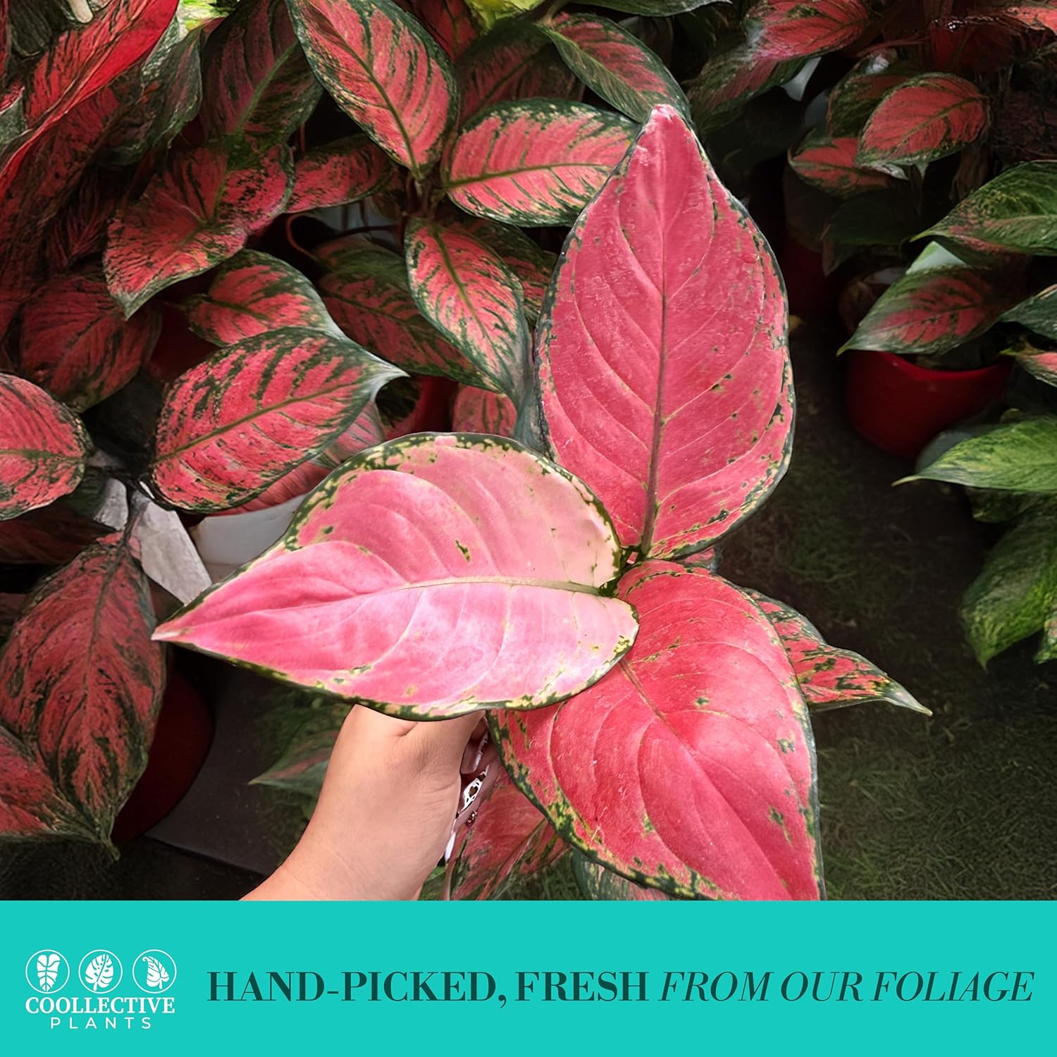 CoollectivePlants Aglaonema Red Valentine – Live Plant in 4″ Grower’s Pot, Chinese Evergreen Indoor Plant with Pink and Green Leaves, Easy Care, Includes UniHeat Pack for Winter Protection