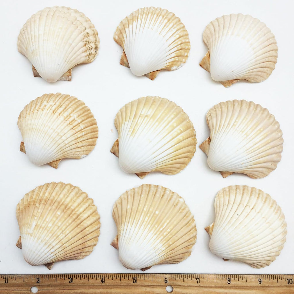 PEPPERLONELY 10PC Mexican Deep Scallop Sea Shells, 2-3/4 Inch ~ 3-1/2 Inch