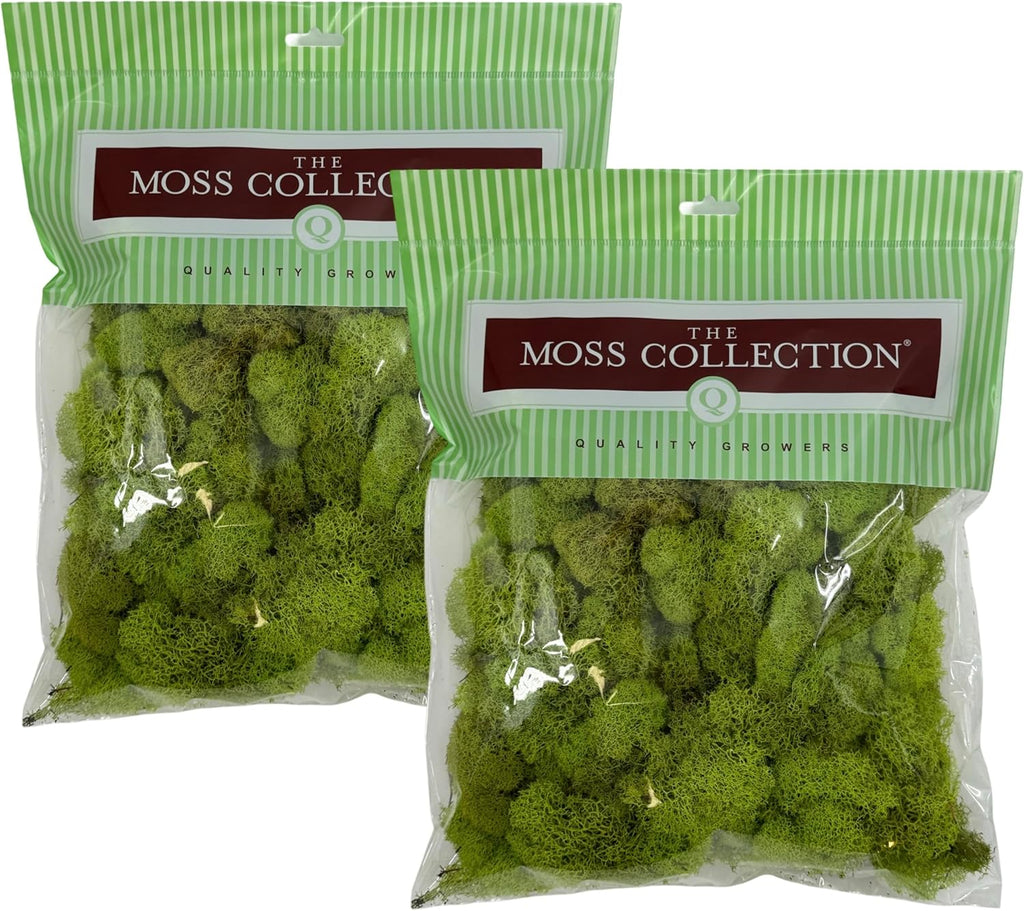 Quality Growers - Preserved Reindeer Moss - Moss for Crafts, Home Decor, Art, Design & DIY Projects - Non-Toxic - USA Made (Chartreuse, Medium, 2-Pack)