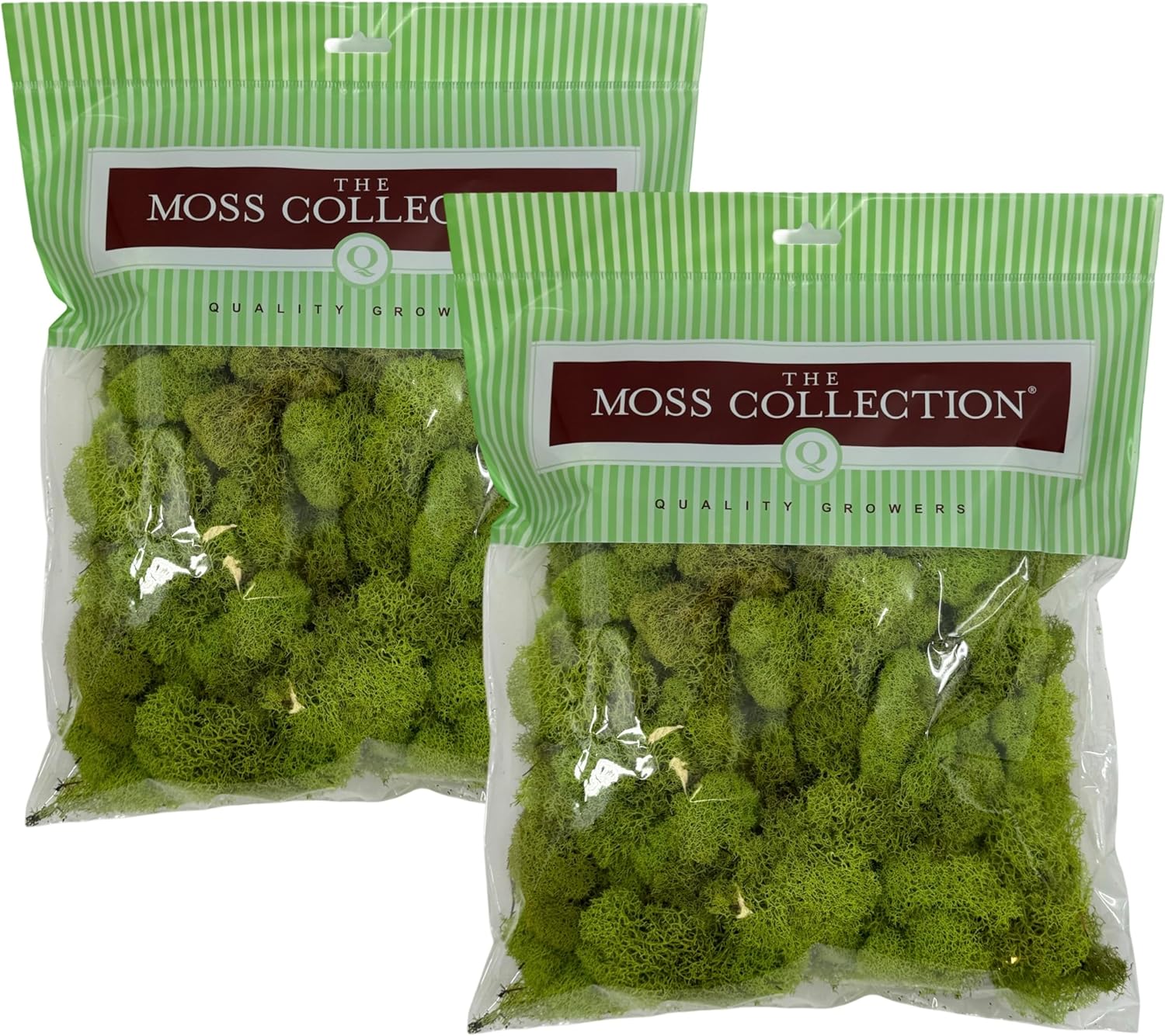 Quality Growers - Preserved Reindeer Moss - Moss for Crafts, Home Decor, Art, Design & DIY Projects - Non-Toxic - USA Made (Chartreuse, Medium, 2-Pack)