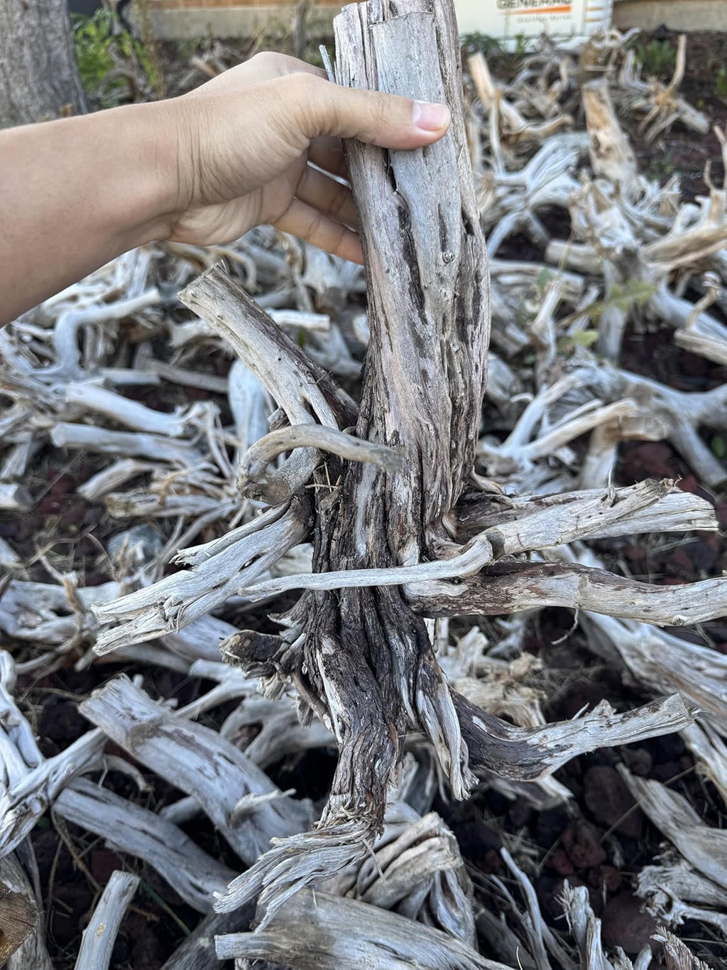 Azil Natural Driftwood (17'' - 20'') 1psc. Perfect Aquarium Decoration! Ideal for Fish Tanks, Freshwater Aquariums, terrariums, aquascaping