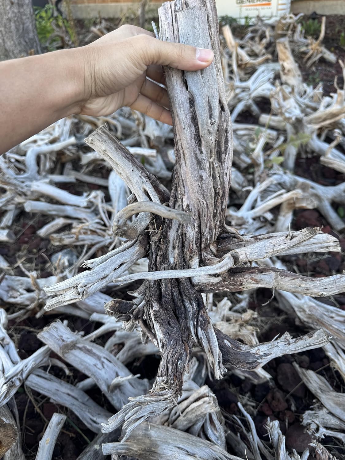 Azil Natural Driftwood (17'' - 20'') 1psc. Perfect Aquarium Decoration! Ideal for Fish Tanks, Freshwater Aquariums, terrariums, aquascaping
