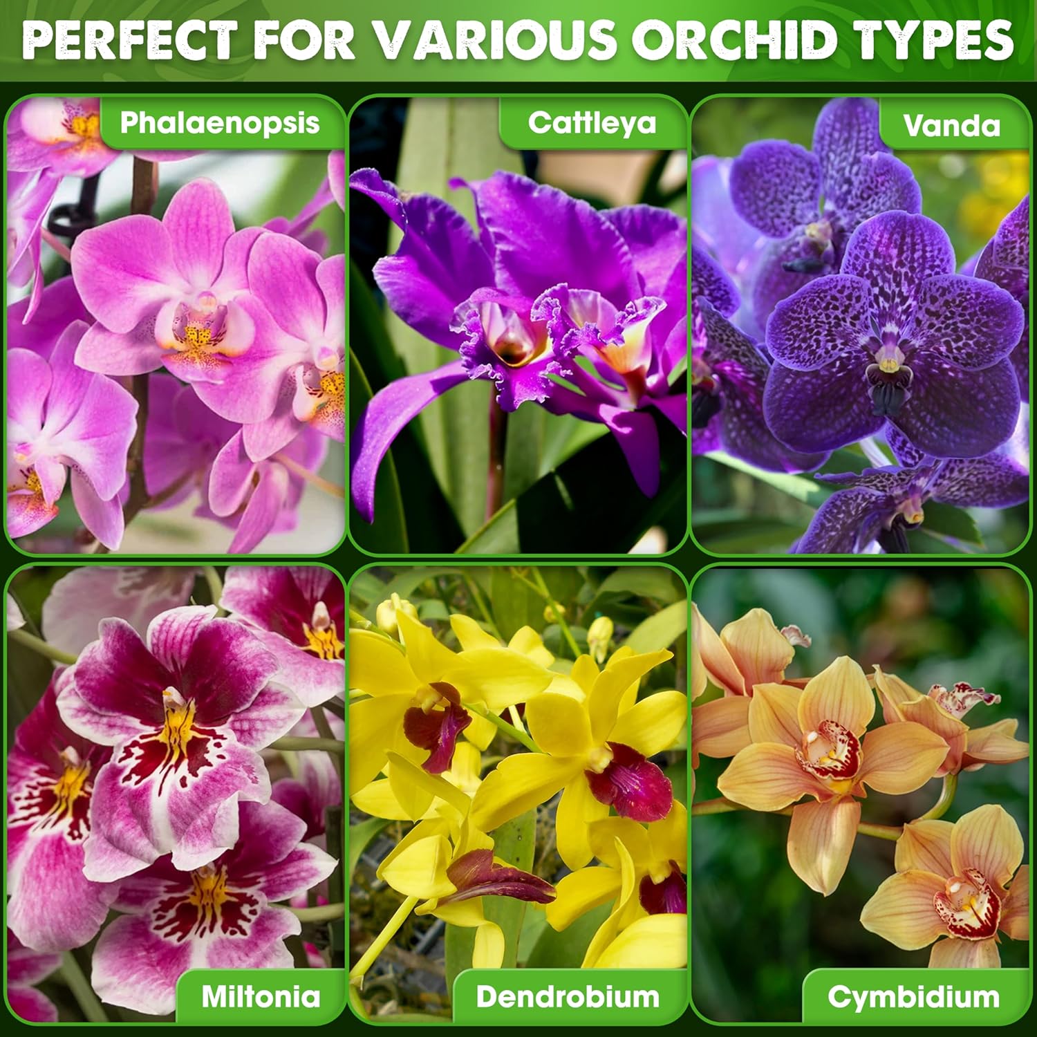 [Upgraded] DUSPRO Orchid Potting Mix for Repotting with Forest Moss, Pine Bark, Perlite & Pumice, Orchid Bark Potting Mix, Orchid Repotting Soil, Drainage Indoor Potting, Orchid Pot Not Included,1 QRT