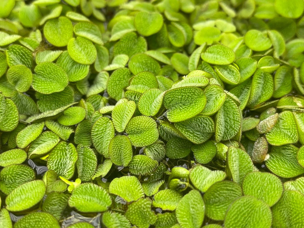 Salvinia Minima Water Spangle Live Floating Aquarium Plant Freshwater Planted Tank Ponds Aquascapes Natural Water Filtration Easy Care Growing Natural Shade Cover Betta Shrimp Salvinia 6 Plants