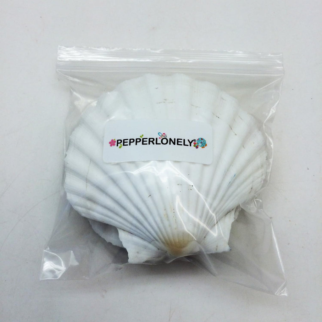 PEPPERLONELY 6 PC Large Great Scallop Sea Shells, Irish Deeps or Irish Baking Shells, 4 Inch ~ 4-1/2 Inch