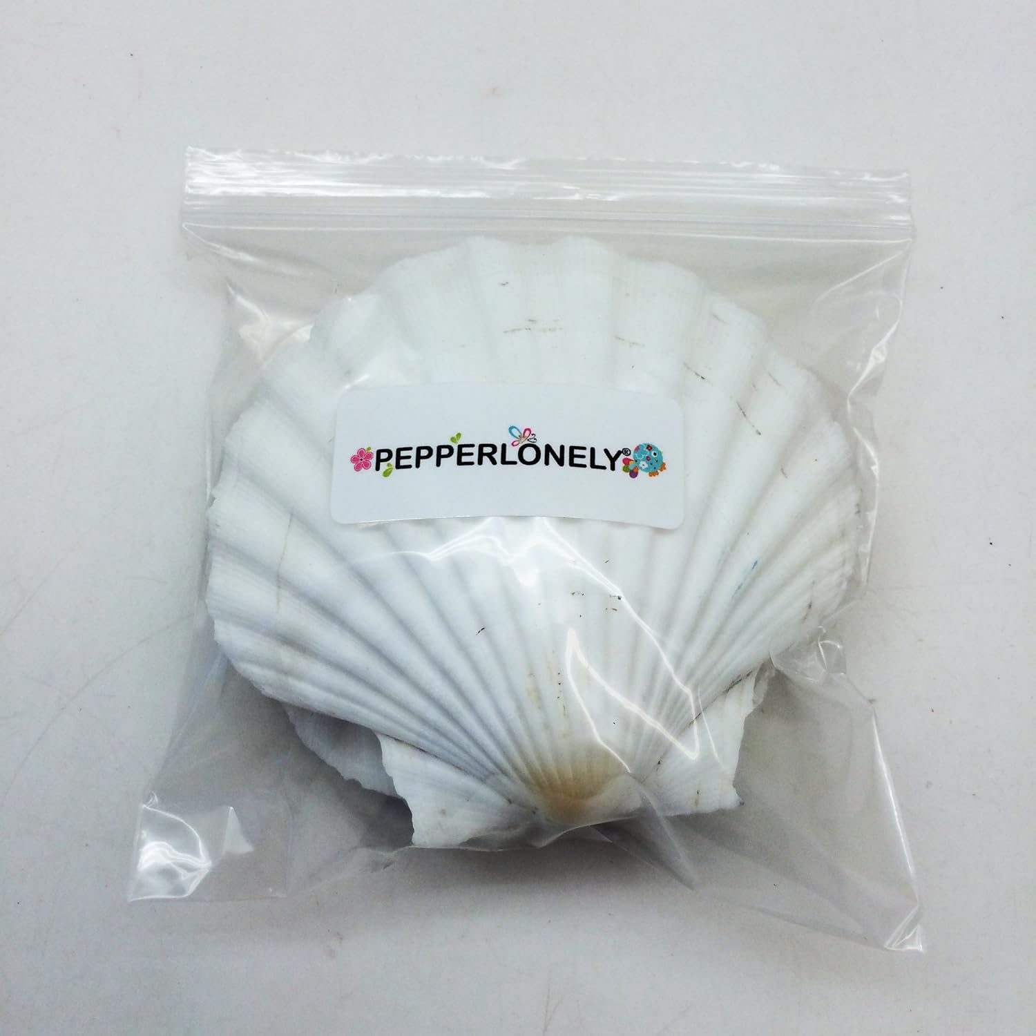 PEPPERLONELY 6 PC Large Great Scallop Sea Shells, Irish Deeps or Irish Baking Shells, 4 Inch ~ 4-1/2 Inch