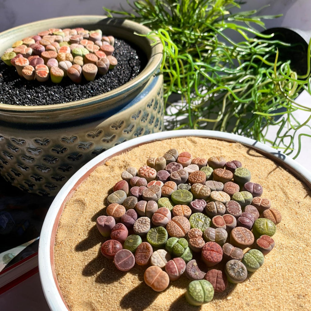 Lithops Random Mix Rare Live Succulent Plants, 30/50/100 Pcs Succulent Live Plant, Bare Root Without Pot Soil, Garden Indoor Office, Friend Plant Lovers Gifts (Normal 50pcs)