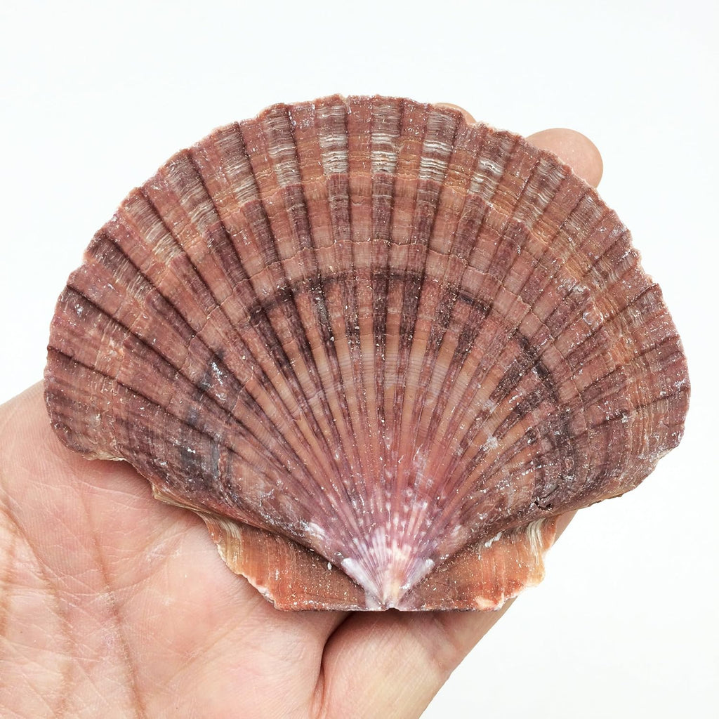 PEPPERLONELY 12PC Mexican Flat Scallop Sea Shells, 2-1/2 Inch ~ 3-1/2 Inch