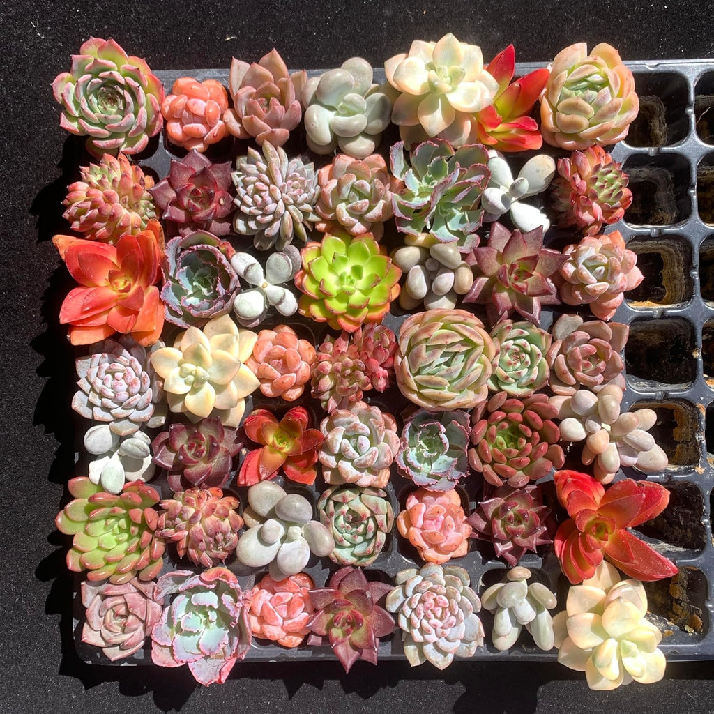 Mix DIY Rare Live Succulent Plants, 0.5-1,5" Random Mystery Bulk Succulent Live Plant, Without Pot & Soil, 6/12/24 Pcs, Garden Indoor Office Desk Decoration, Plant Gifts (24)