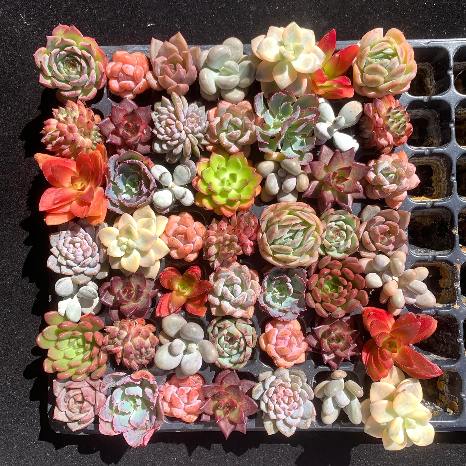 Mix DIY Rare Live Succulent Plants, 0.5-1,5" Random Mystery Bulk Succulent Live Plant, Without Pot & Soil, 6/12/24 Pcs, Garden Indoor Office Desk Decoration, Plant Gifts (24)