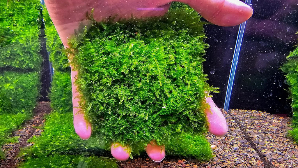 Generic Enchanting Aquatic Moss Collection: Create a Lush Underwater Landscape with Easy-Care Moss Varieties - Perfect for Aquarium Décor and Aquascaping (Mini Taiwan - 3.5inx3.5in Mat)