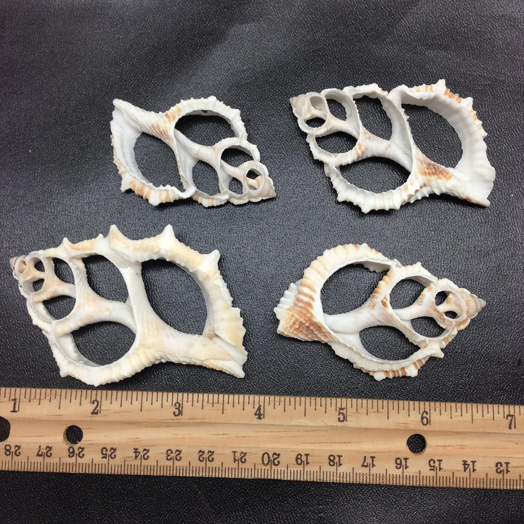 PEPPERLONELY 10 PC Center Cut Common Frog, Maple Leaf Sea Shells, 2 Inch ~ 2-1/2 Inch