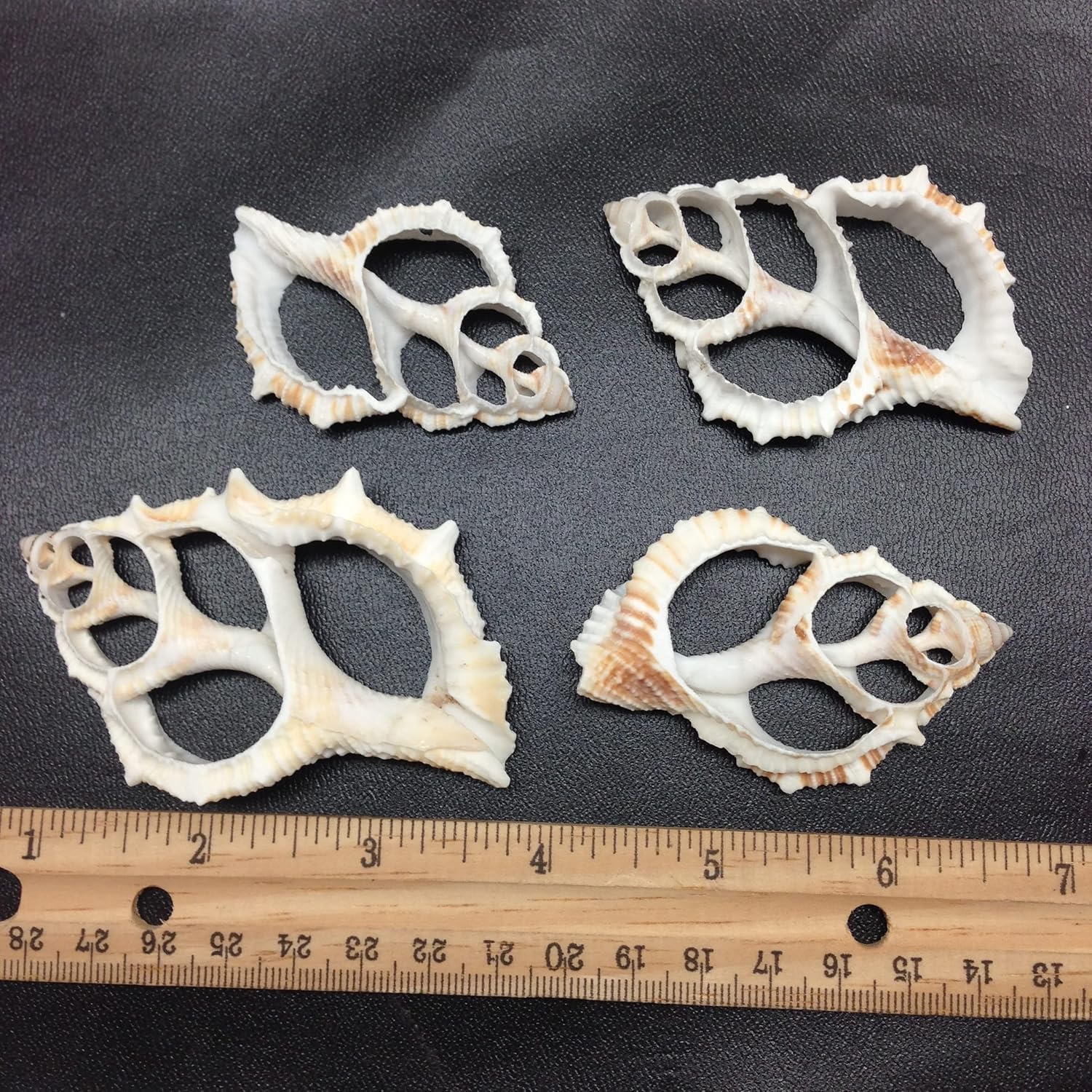 PEPPERLONELY 10 PC Center Cut Common Frog, Maple Leaf Sea Shells, 2 Inch ~ 2-1/2 Inch