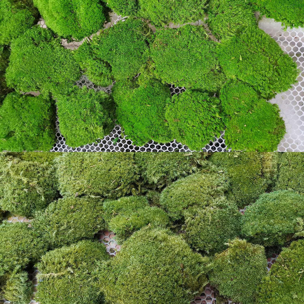 2 Color Mix Pack Preserved Pole Moss Pillow Bun Cushion Natural Decorative Green DIY Kit Art Wall Decor Florist Decor Easter Table Decor Wedding(1.5 sq.ft, Green-A,Green-B)